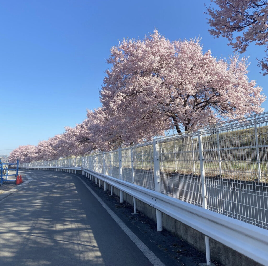宮川沿いの桜