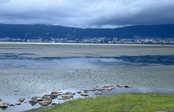 諏訪湖の「ヒシ」