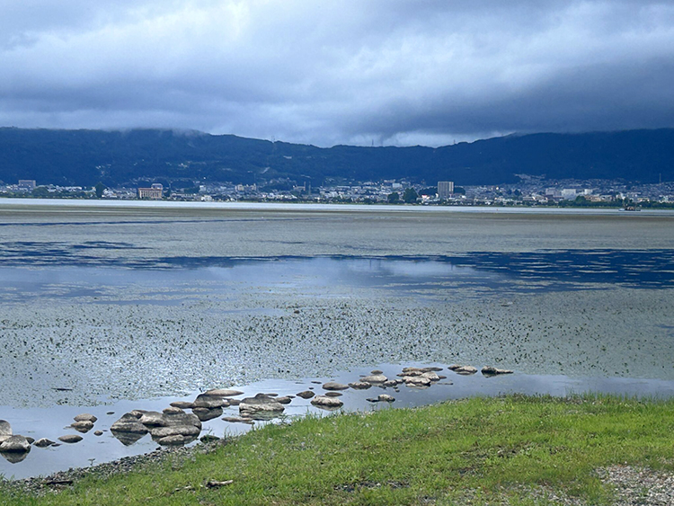 諏訪湖の「ヒシ」